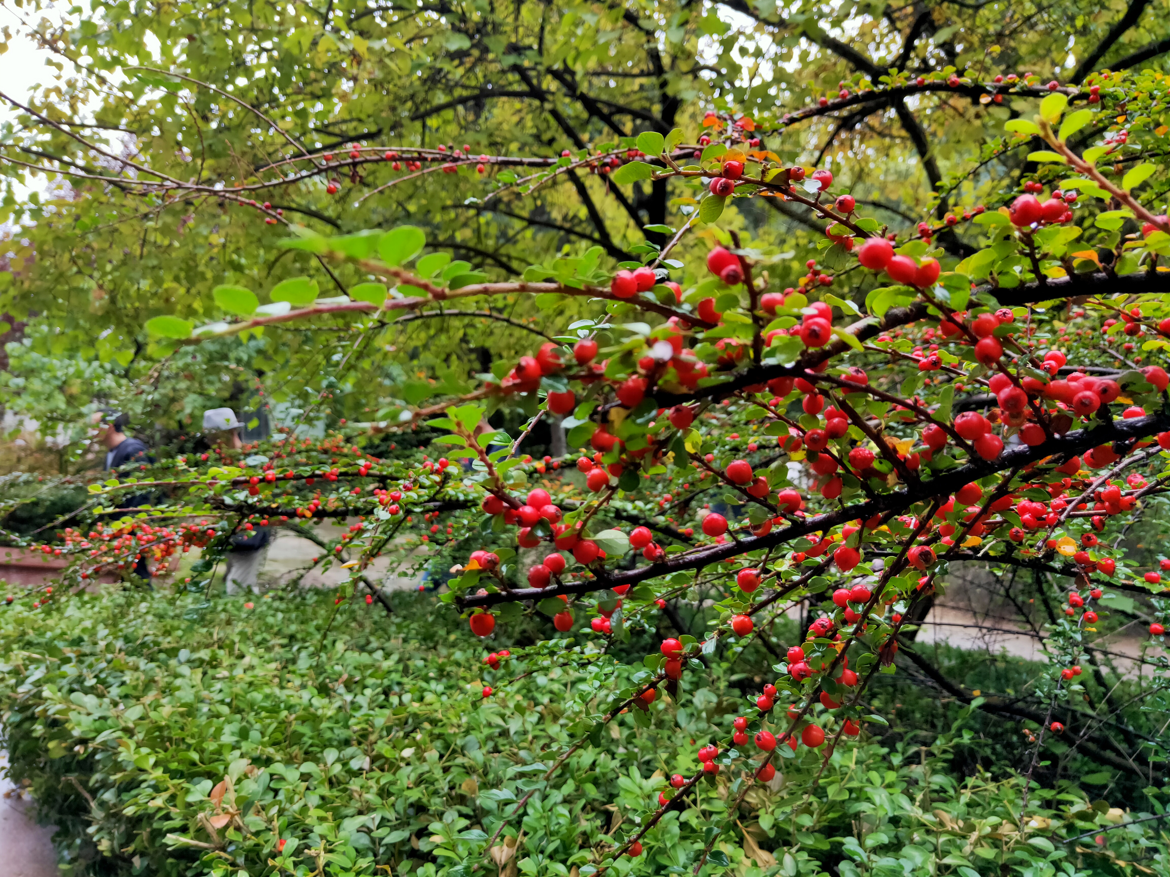 甘肃省2020年正高级教师评审条件,2021甘肃正高级教师通过名单