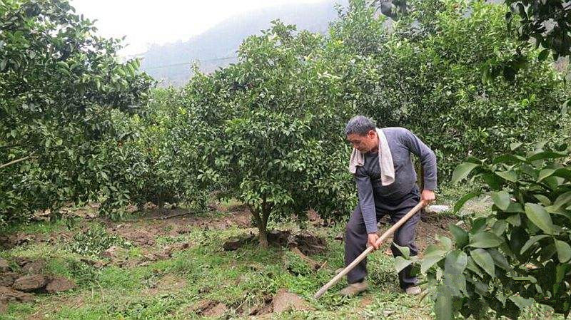 柑橘采摘园的建设标准,新手种植果树入门建议