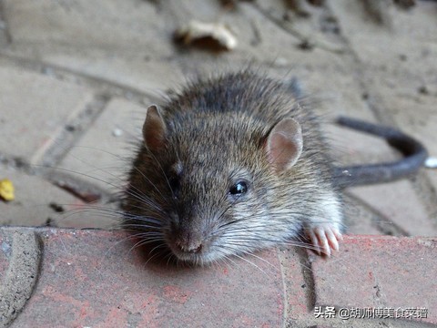 除了蝙蝠，这18种动物肉都是野生的，为了家人健康，一定要管住嘴