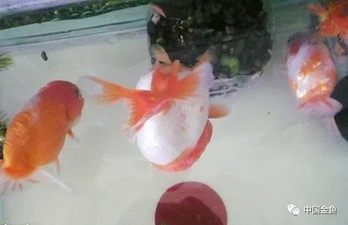 金鱼栽头翻肚,为什么金鱼容易失漂