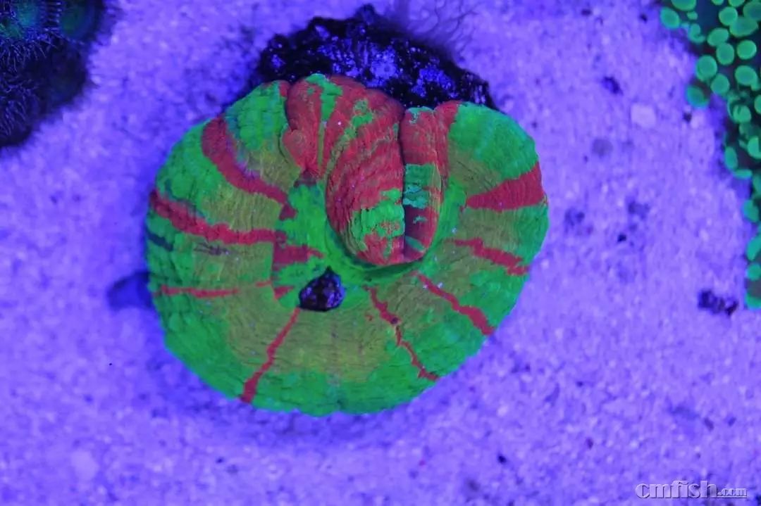 kelo海水灯,kelo灯测评