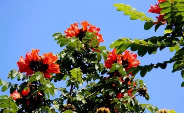 海南珍贵树木有哪些图片,海南花草树木名称大全