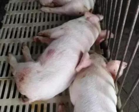 猪四种腿瘸的原因和治疗方法,猪走路一瘸一拐怎么治