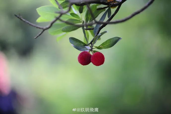 吃上一颗杨梅,正宗苏州杨梅