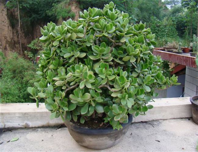 玉树叶子发软了烂了怎么回事,玉树枝干变软发蔫怎么补救