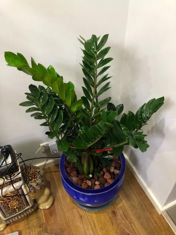 客厅养绿植养几棵最合适,室内适合养什么树一年四季