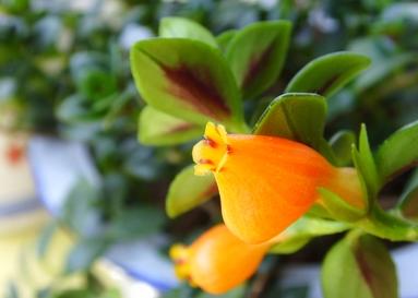 金鱼吊兰怎么养才长得粗壮,水培金鱼吊兰为啥光长叶子不开花