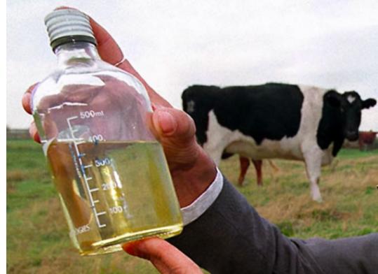 印度牛尿多少钱一杯,印度牛尿饮料比可乐还火爆