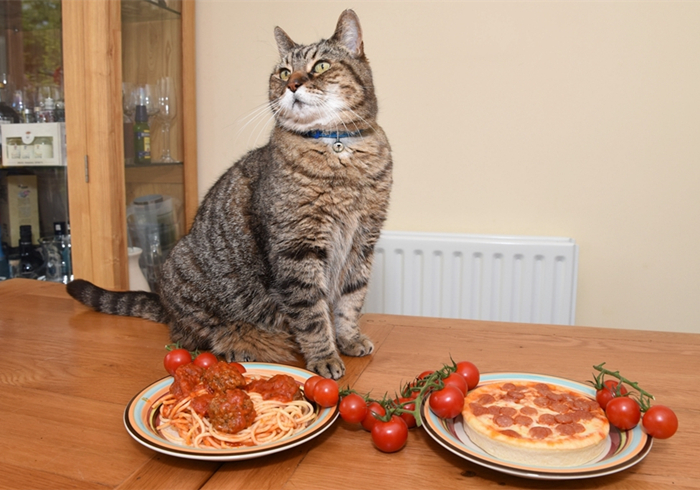 家里猫不愿意吃鱼,主人在家猫不吃不喝不上厕所