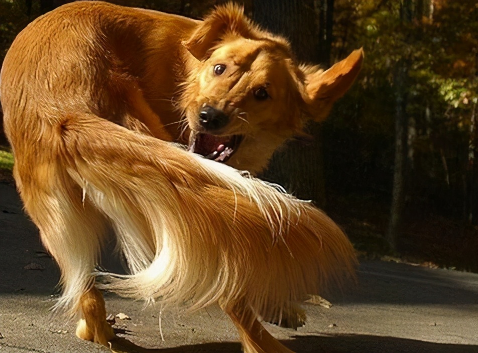 狗狗在什么情况下会有寄生虫,狗狗体内有寄生虫会出现哪些症状