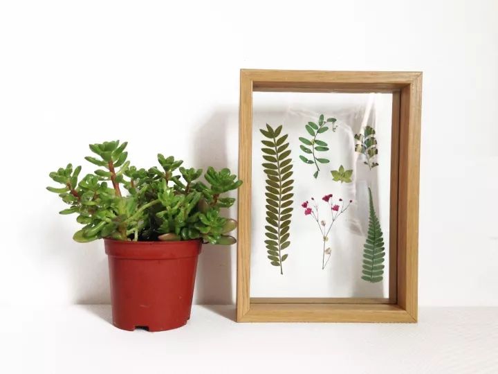 她31岁放弃北漂，回归自然，用枯枝败叶，打造了一个梦幻森林