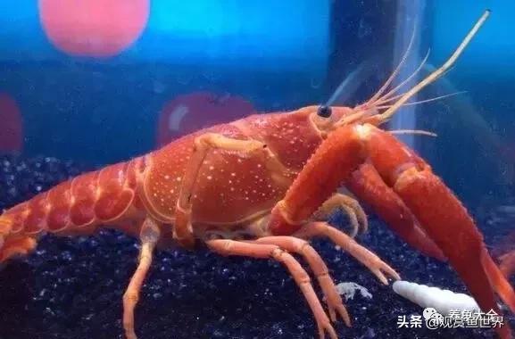 古人养鱼有哪些禁忌,古人是怎么养鱼的