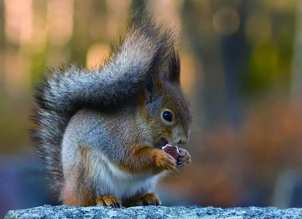 大尾巴的松鼠故事教案,大尾巴松鼠小尾巴兔故事体会