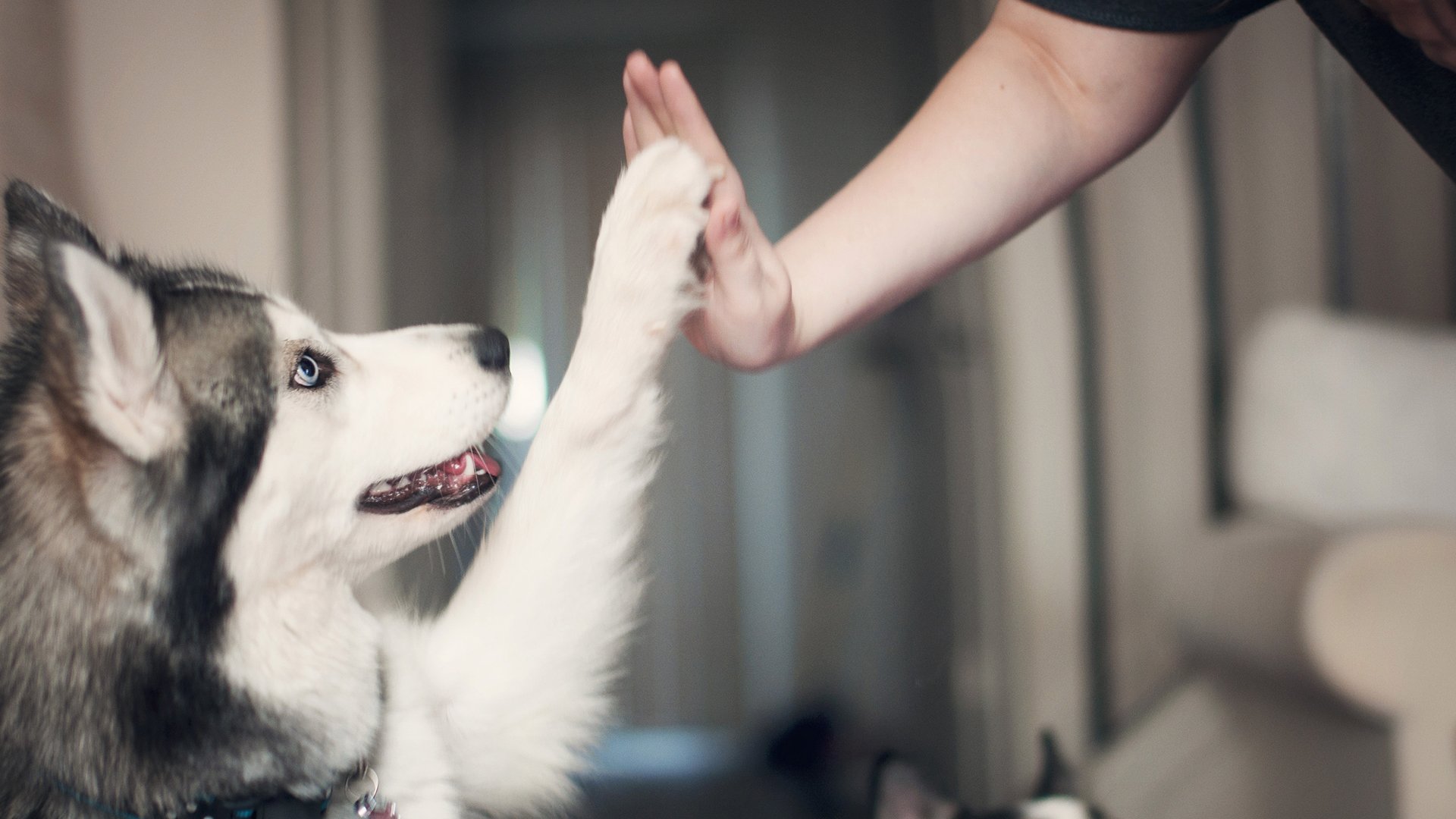 哈士奇明明很聪明为什么说他傻,哈士奇那么傻为什么还有人养