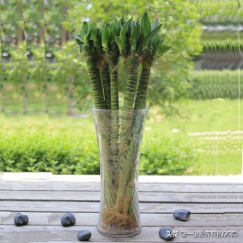 红观音竹盆景的养殖方法,观音竹的养殖窍门是什么