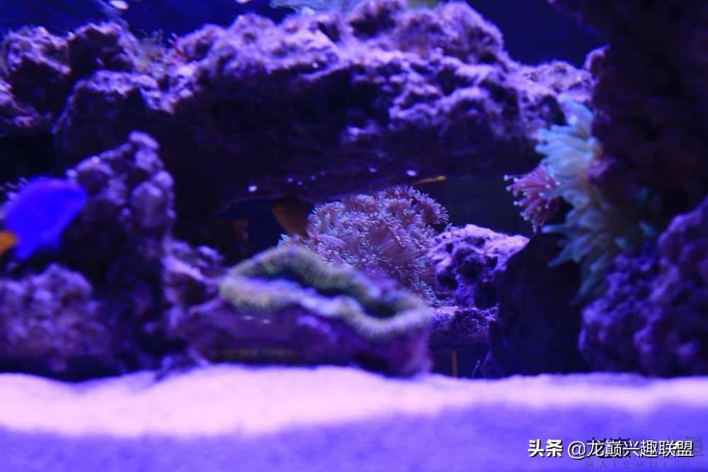 从零开始玩海缸的方法,从零开始玩海缸全过程