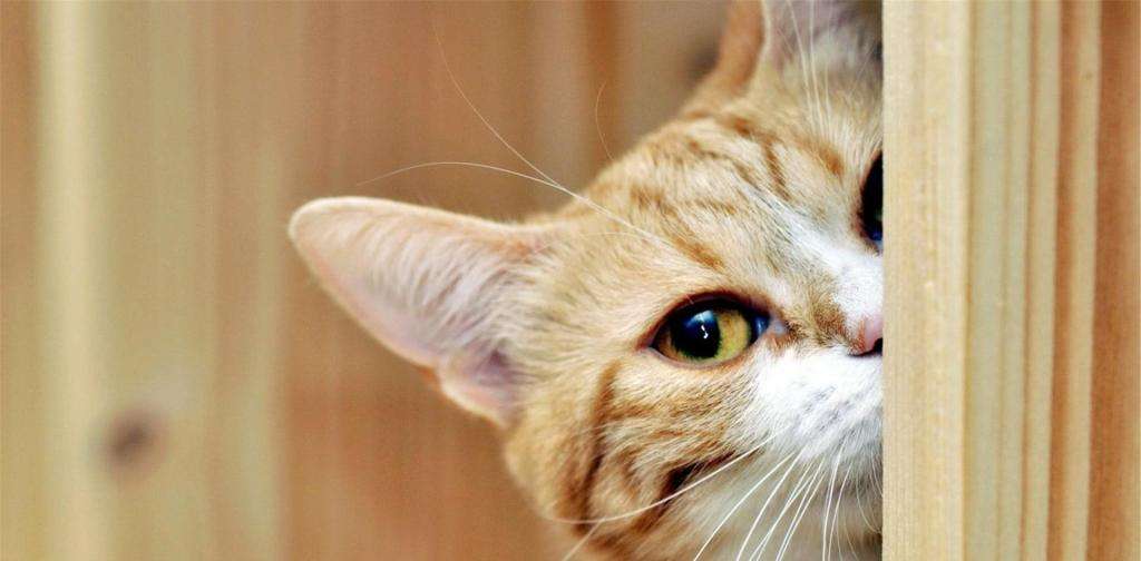 猫咪尿液怎么处理,猫咪尿液沉淀有血