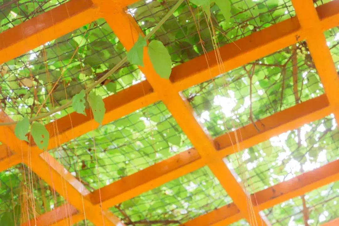 深圳哪里有摩天轮可以坐,深圳哪里有免费摩天轮