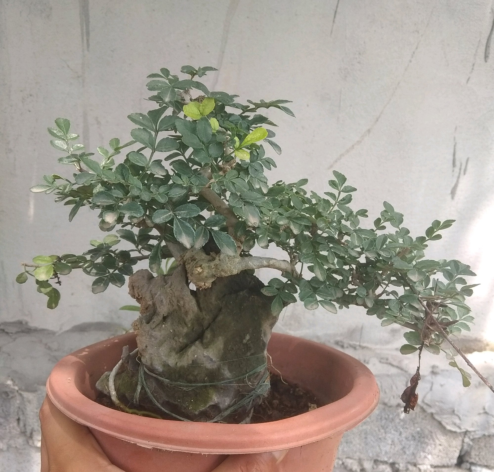 白蜡树叶子枯萎是什么原因,白蜡树叶片枯萎怎么救活