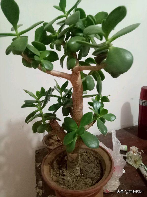 玉树光照太强叶片发软怎么补救,玉树浇水浇多了叶子发软怎么办