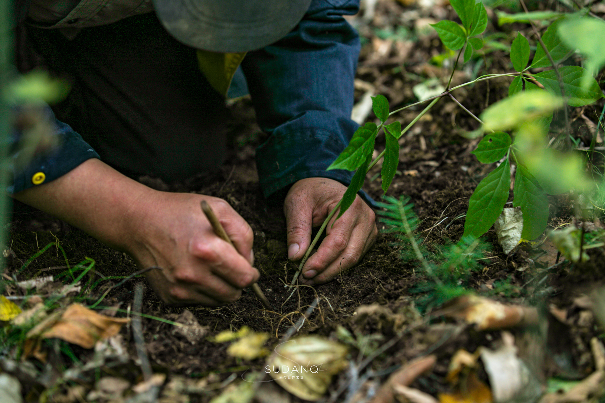 长白山百年野生人参为什么贵,长白山人参最好在哪里