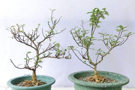 胡椒木盆景造型教程,胡椒木盆景种植技巧