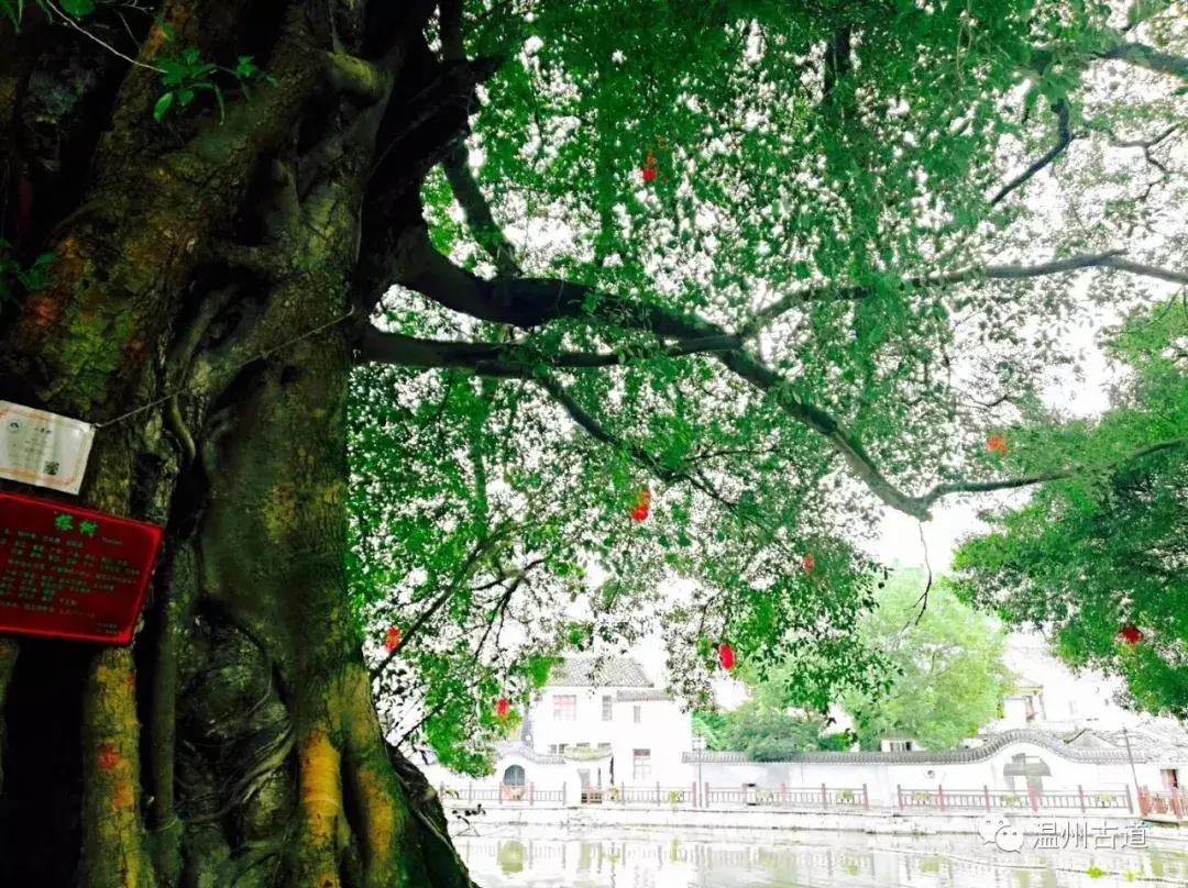 千年古村平阳县鸣山村古城夜景,平阳昆阳鸣山古村落