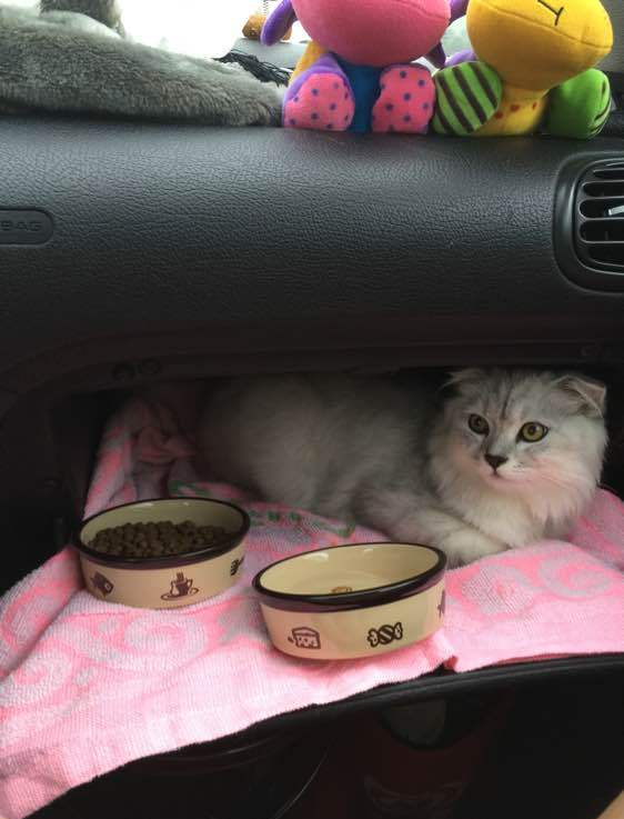 在车上带猫咪如何避免应激反应,过年回家带猫开车需要注意事项