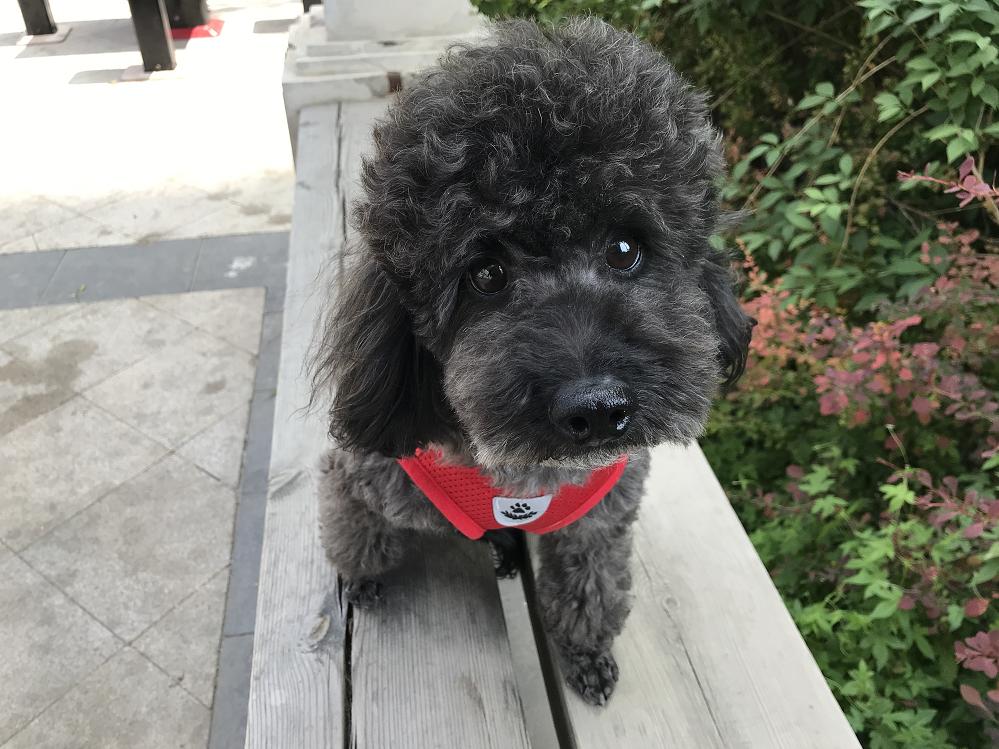 狗狗看见人来家兴奋,狗狗见到主人兴奋的嗷嗷叫