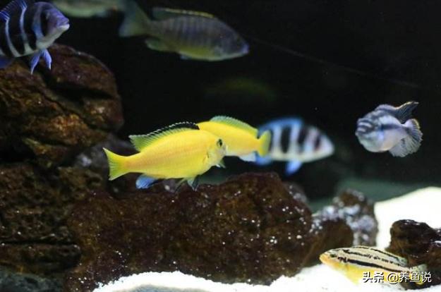 观赏鱼养多了水浑怎么办,观赏鱼没颜色了还能养回来吗