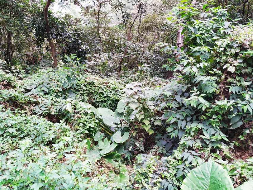 周日跟随珠海户外网板樟山游记