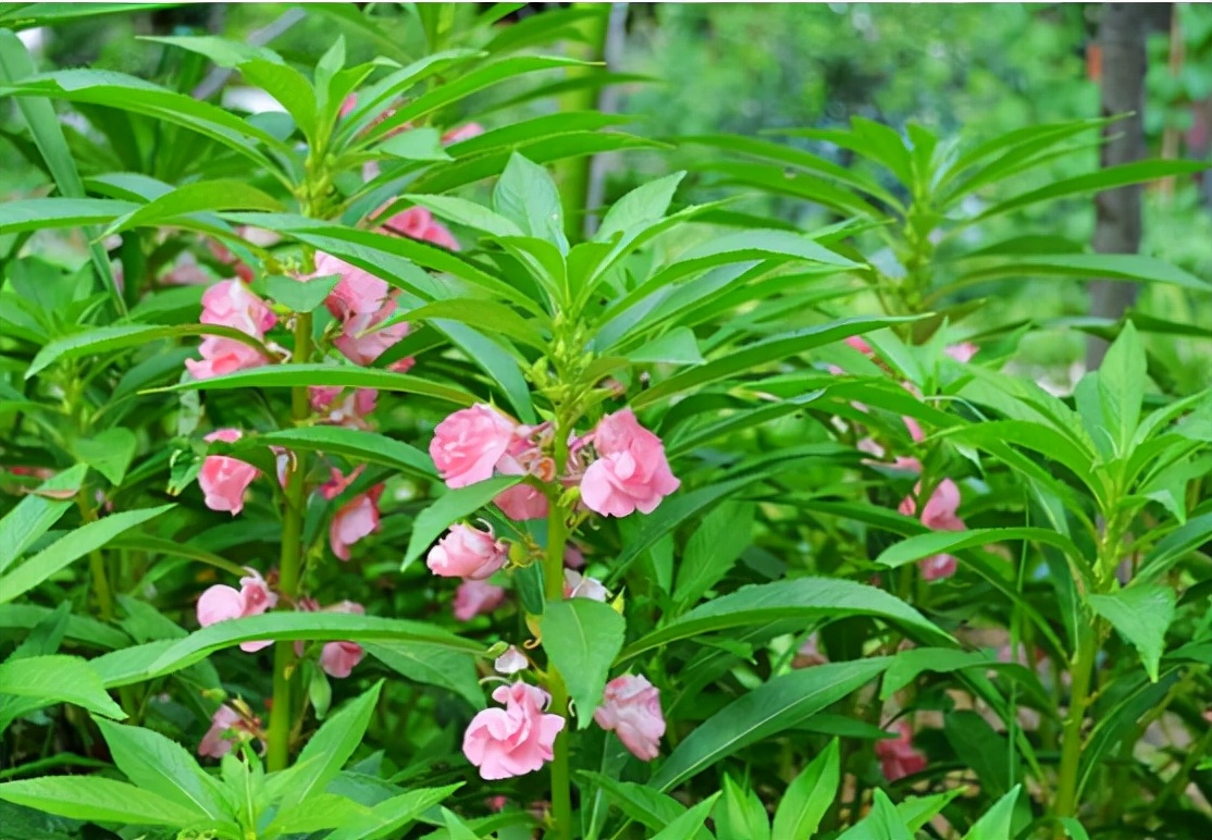 凤仙花可以用色素染色吗,凤仙花只有用来染指甲颜色吗