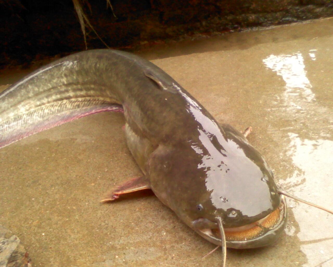 钓到不认识的鱼到底能不能吃？万一有毒怎么办？还真有