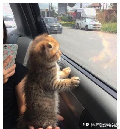 想要训练有效的基本原则,怎么训猫咪让它听话长记性