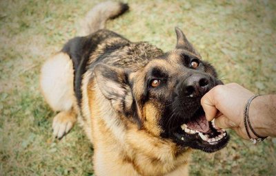 狗狗得狂犬病的前期表现,狂犬病狗狗的表现