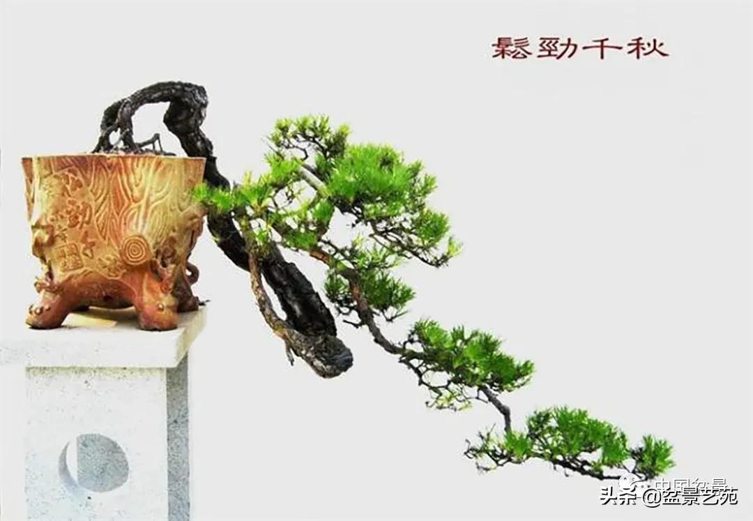 老树桩的造形特征有哪些,论述树桩盆景主要流派的艺术特点