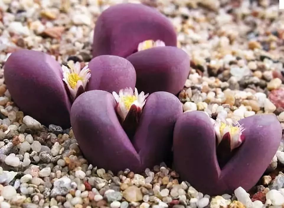 世界上最昂贵的花一朵价值1500万,世界上最高贵的花典雅图文