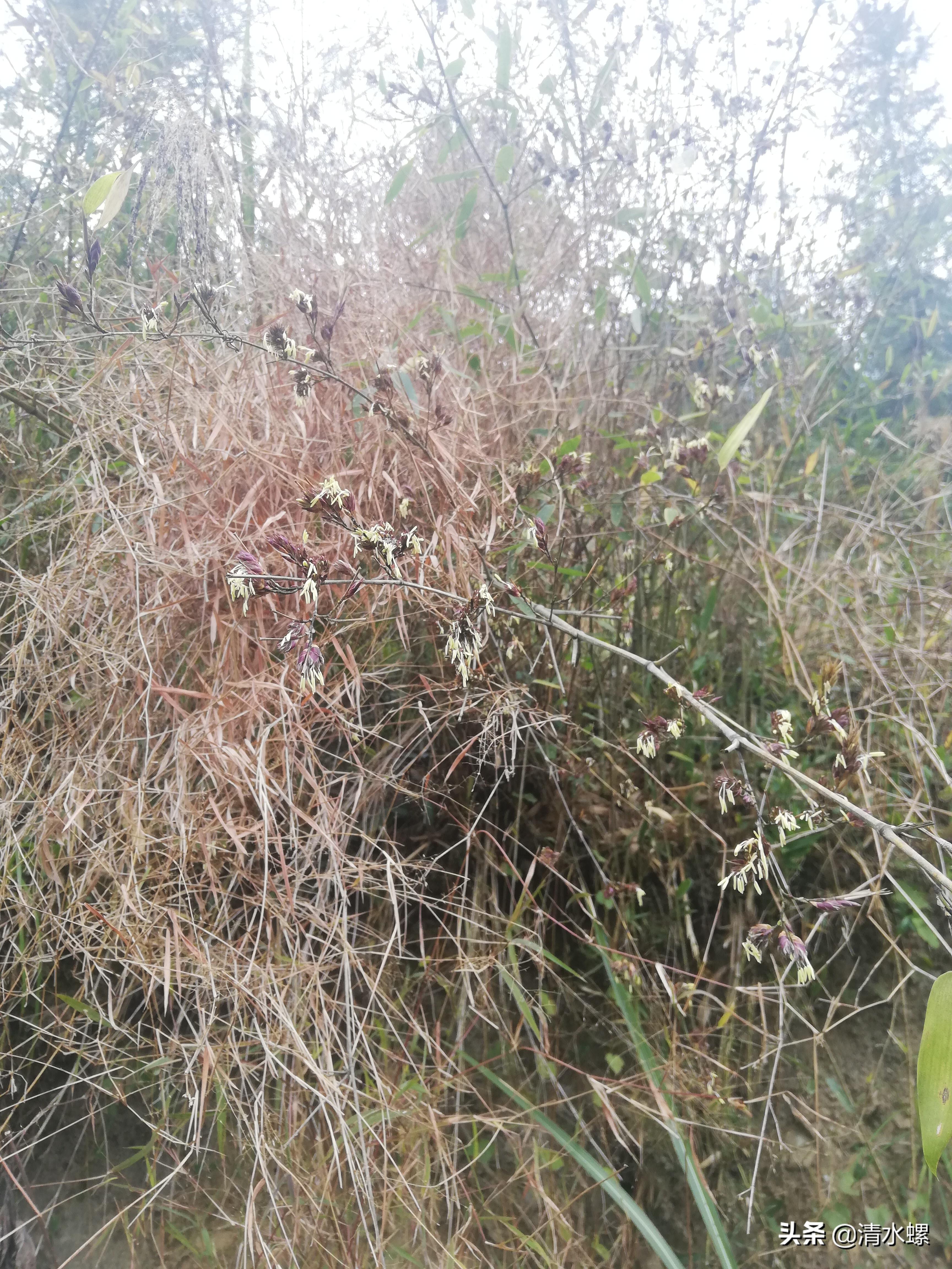 竹子开花意味着什么征兆,竹子开花预示着什么好兆头