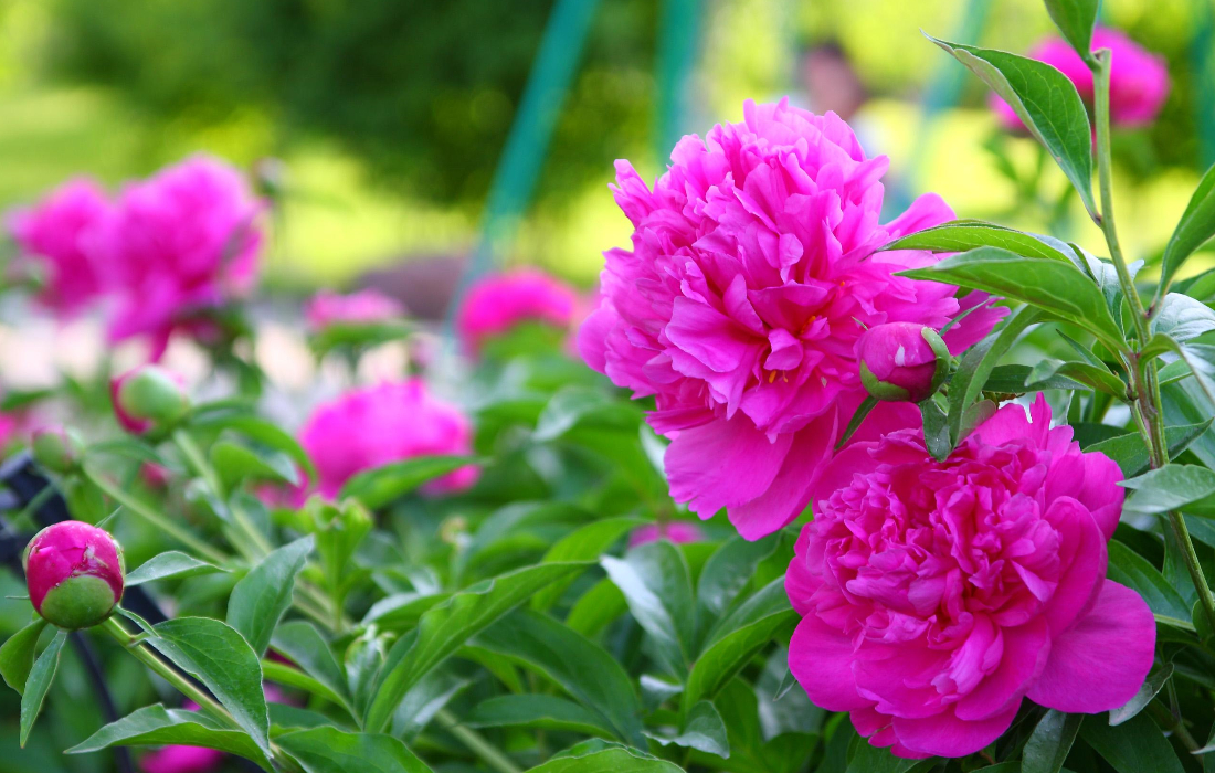 芍药什么颜色花的根可以入药,单瓣的芍药都是可以入药的吗