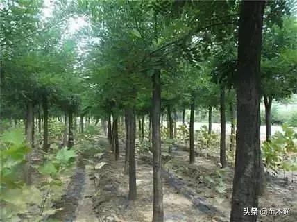 金叶国槐前景怎么样,国槐树5年后有前景吗