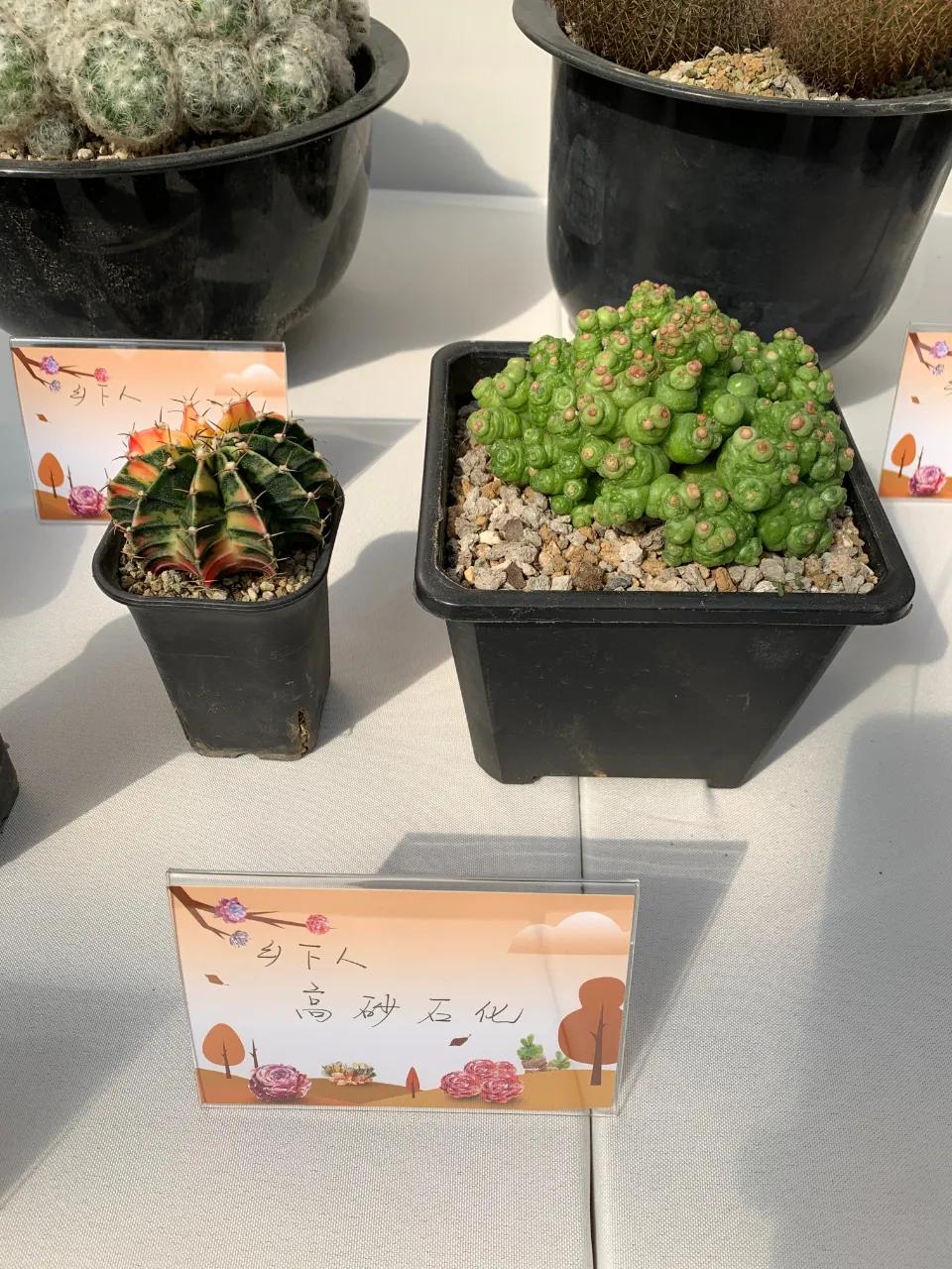 这个年销量上亿株多肉的县城，举办了首届多肉电商节