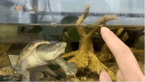 如何提高龟的互动性,养龟怎么和龟互动