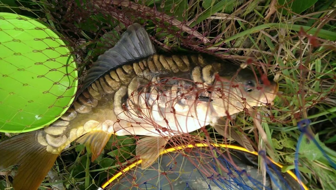 玉米绝对天然无公害,玉米是天然的吗