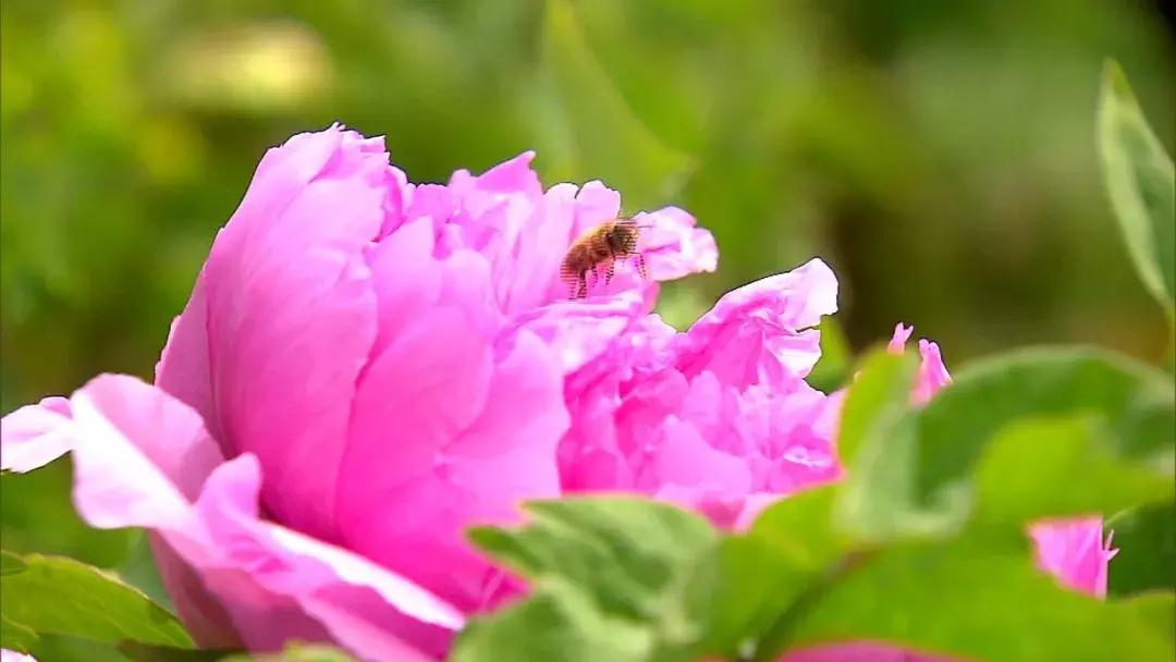 天津到菏泽看牡丹两日游,天津出发太行山旅游路线推荐