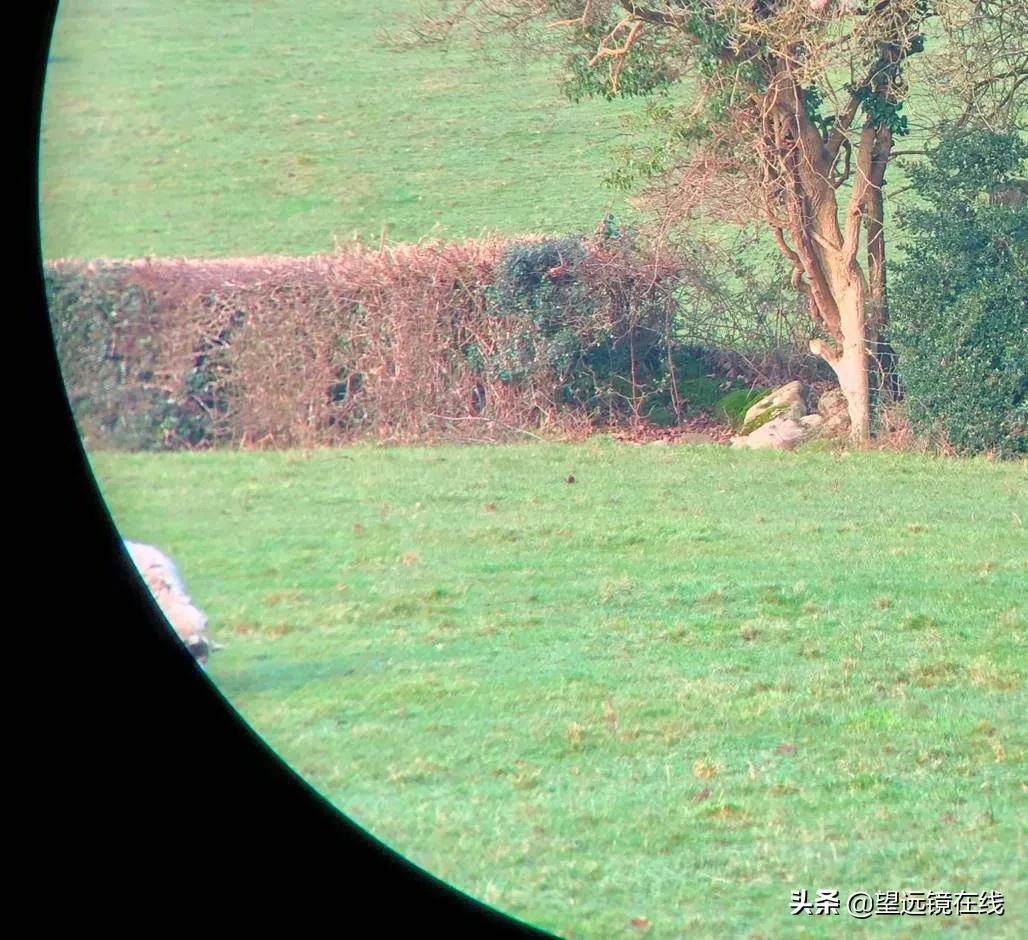 Meopta米奥特MeostarB17x50评测