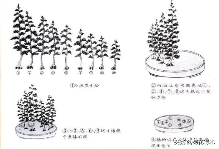 丛林式精品盆景欣赏,丛林盆景浅盆