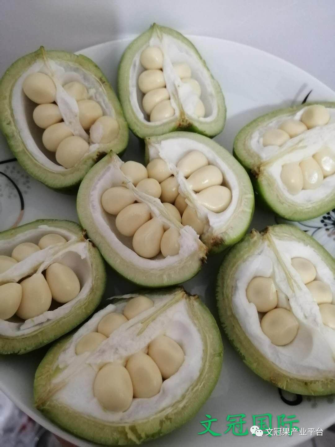 文冠果籽怎么吃好吃,文冠果嫩叶怎么吃