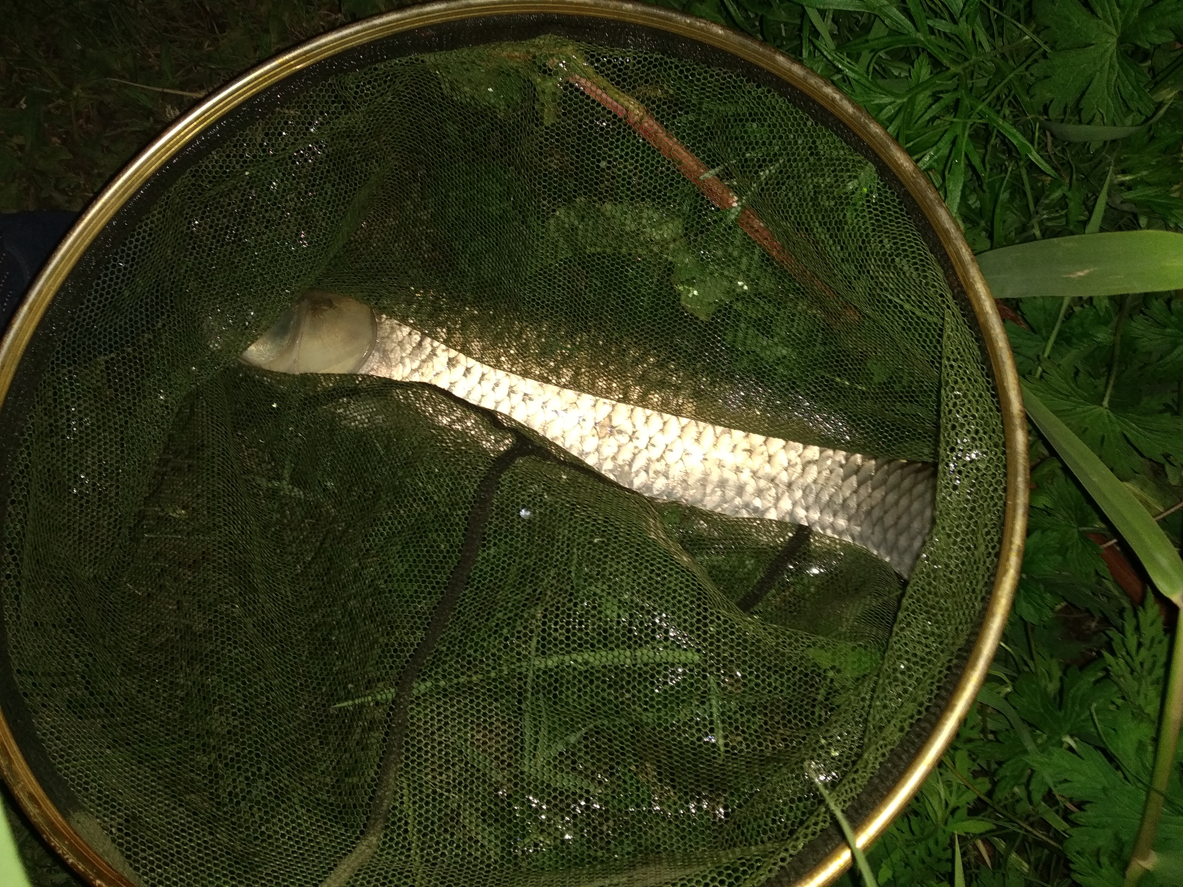 清明节期间可以用芦苇叶钓草鱼,用芦苇叶钓草鱼只咬叶子不咬钩