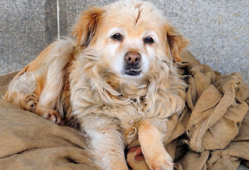 影响狗狗体型的主要因素是什么,影响狗狗美貌的常见皮肤病