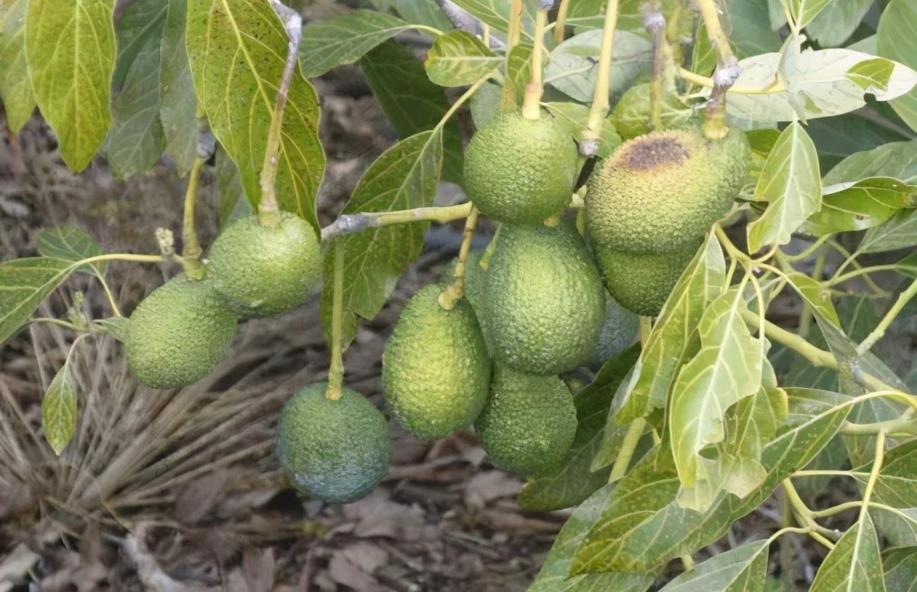 晴王和阳光玫瑰是一个品种吗,日本晴王葡萄和阳光玫瑰的区别